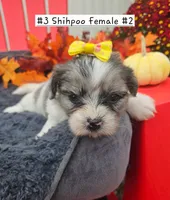 ShihPoo -  9-10-26  Female #2  (3), a female Shihpoo for sale in Princeton, KY – 3 of 4