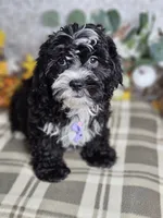 Shockapoo, a male Shih Tzu for sale in Princeton, KY – Photo 1 of 4