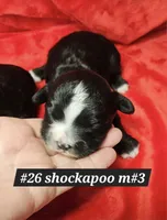 Shockapoo, a male Shih Tzu for sale in Princeton, KY – Photo 4 of 4