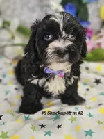 Shockapoo, a male Shih Tzu for sale in Princeton, KY – Photo 3 of 4