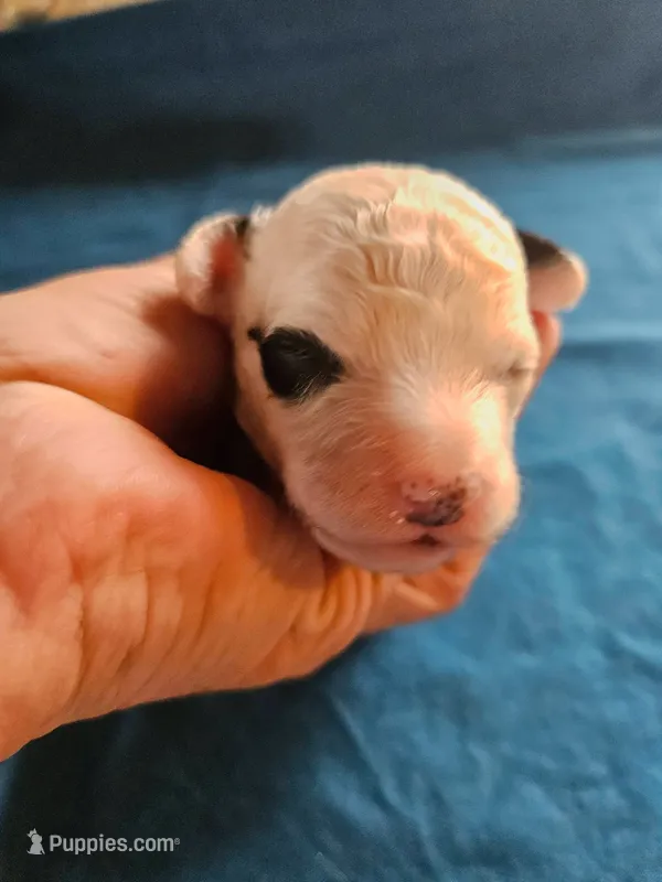 F1b Cavapoo M – Cavapoo puppy for sale in Princeton, KY
