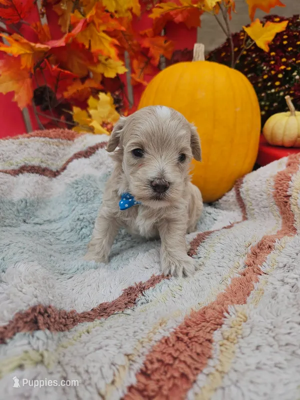 F1b Maltipoo Male #2   (9) – Maltipoo, Poodle - Toy  puppy for sale in Princeton, KY