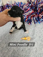 Miniature Poodle F#1, a female Poodle - Miniature  for sale in Princeton, KY – 5 of 6