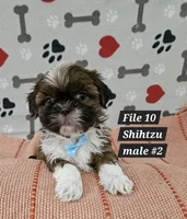Shihtzu male #2, a male Shih Tzu for sale in Princeton, KY – 2 of 3