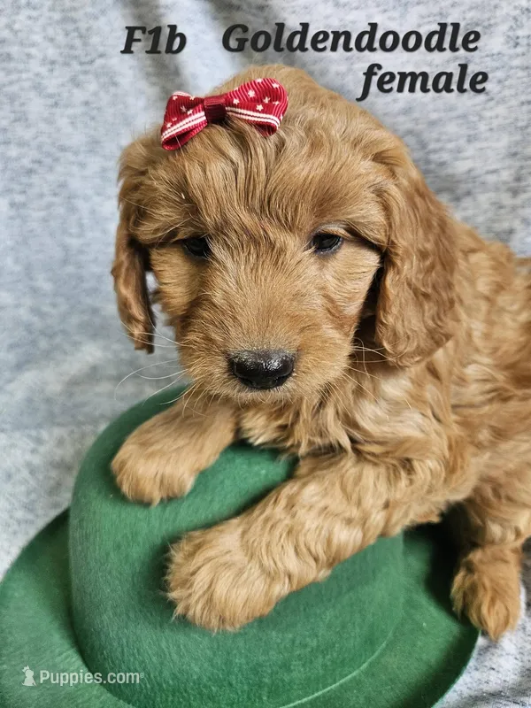 F1b Goldendoodle Mini f#2