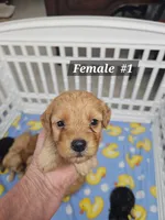 F1b Mini Goldendoodle  F #1, a male Miniature Goldendoodle for sale in Princeton, KY – 1 of 1