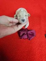 Minaiture Poodle , a male Poodle - Miniature  for sale in Princeton, KY – 7 of 8