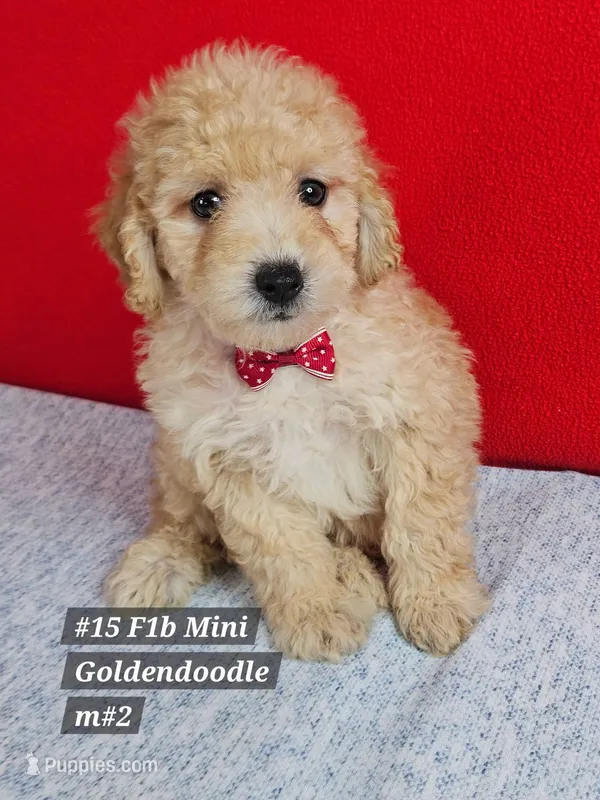 F1b Miniature Goldendoodles m #2 – Miniature Goldendoodle puppy for sale in Princeton, KY
