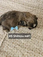 Shihtzu M#1, a male Shih Tzu for sale in Princeton, KY – 2 of 6