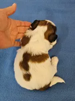 Shihtzu M#2, a male Shih Tzu for sale in Princeton, KY – 5 of 9