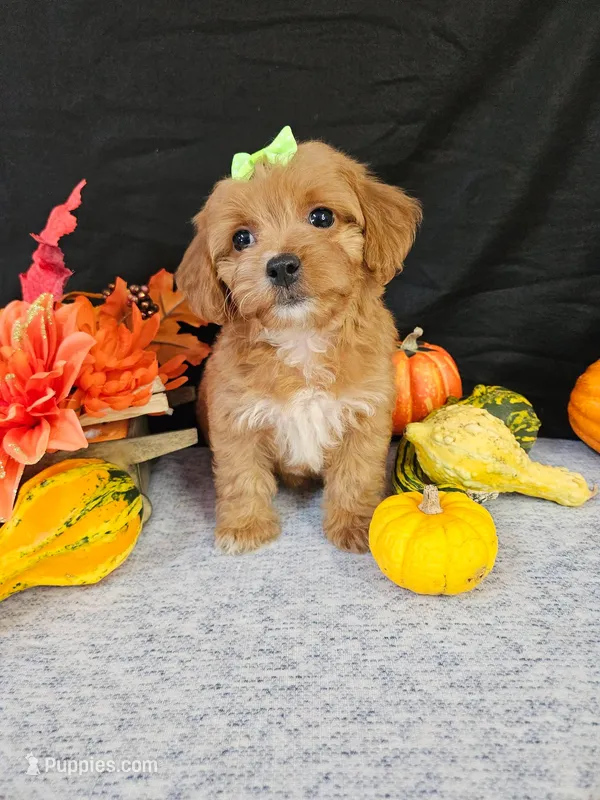 F1b Mini Goldendoodle F#1 – Miniature Goldendoodle puppy for sale in Princeton, KY