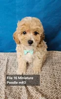 Minature Poodle M#3, a male Poodle - Miniature  for sale in Princeton, KY – 1 of 5