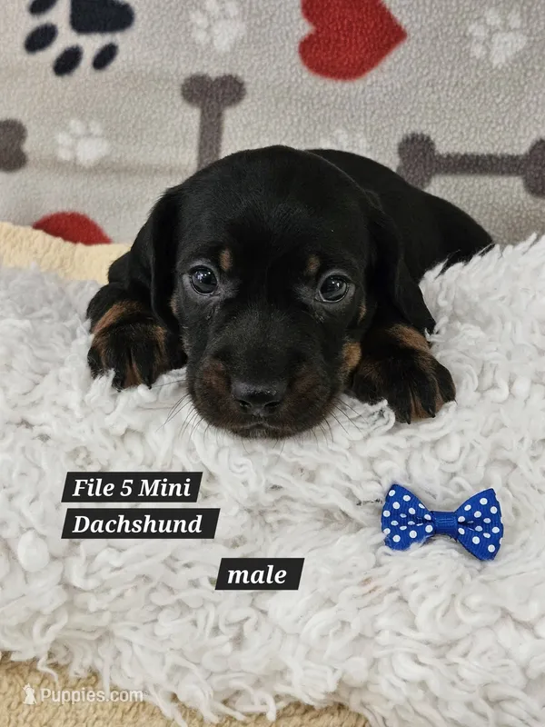 Reduced cost   Miniature Dachshund  – Miniature Dachshund puppy for sale in Princeton, KY