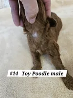 Sm-Miniature (Toy) Poodle M Red, a male Poodle - Miniature  for sale in Princeton, KY – 5 of 6