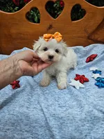 Maltipoo  f=4, a female Maltipoo for sale in Princeton, KY – 4 of 4