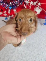 Miniature Dachshund M #2  reduced , a male Miniature Dachshund for sale in Princeton, KY – 2 of 6