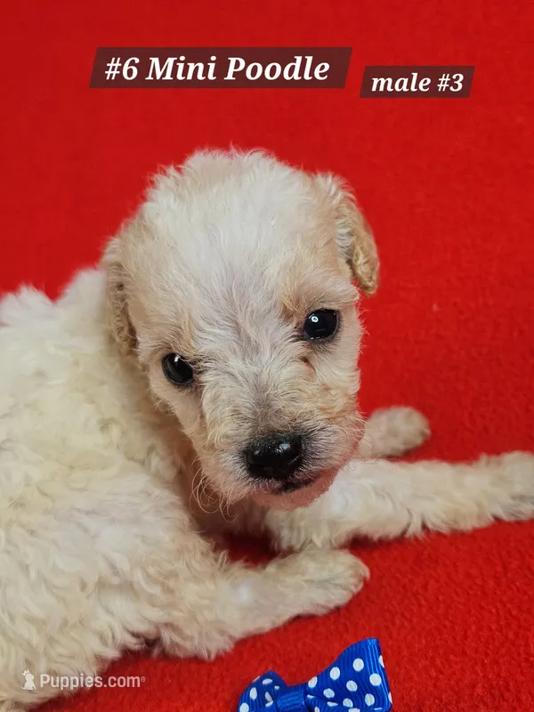 Miniature Poodle Male # 3  Blue  – Poodle - Miniature  puppy for sale in Princeton, KY
