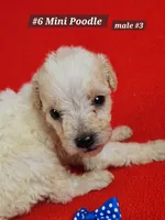 Miniature Poodle Male # 3  Blue , a male Poodle - Miniature  for sale in Princeton, KY – 1 of 2