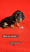 Miniature Dachshund F , a female Miniature Dachshund for sale in Princeton, KY – 3 of 7