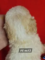 Miniature Poodle Male # 3  Blue , a male Poodle - Miniature  for sale in Princeton, KY – 2 of 2