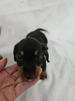 Mini Dachshund Male #1, a male Miniature Dachshund for sale in Princeton, KY – 2 of 2