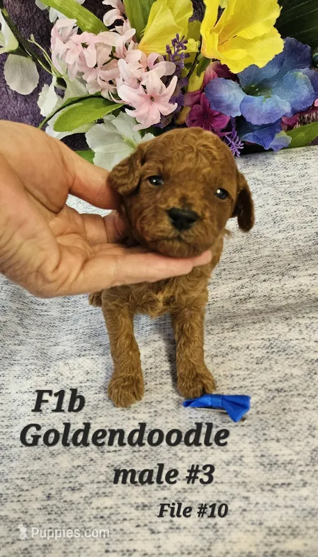 F1b Goldendoodle Mini m 3 – Miniature Goldendoodle puppy for sale in Princeton, KY
