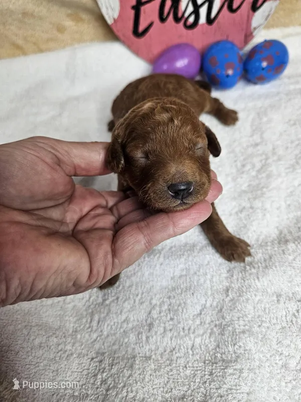 F1b Goldendoodle Mini m 3 – Miniature Goldendoodle puppy for sale in Princeton, KY