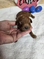 F1b Goldendoodle Mini m 3, a male Miniature Goldendoodle for sale in Princeton, KY – Photo 1 of 4