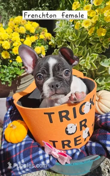 Frenchton  F – Frenchton puppy for sale in Princeton, KY