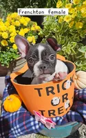 Frenchton  F, a female Frenchton for sale in Princeton, KY – 1 of 3