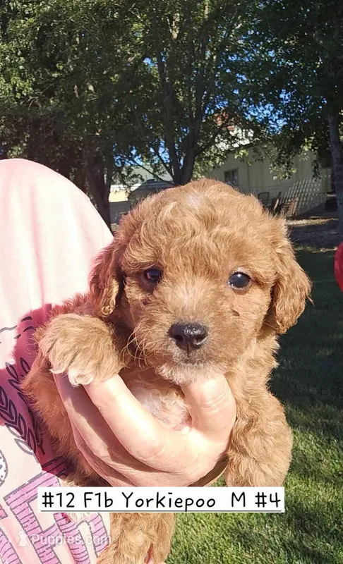 Yorkiepoo m 4 – Yorkipoo puppy for sale in Princeton, KY