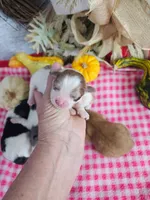 Shih Poo Male #1 (3), a male Shihpoo for sale in Princeton, KY – 3 of 3