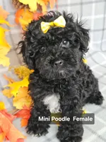 REDUCED Miniature Poodle F , a female Poodle - Miniature  for sale in Princeton, KY – 3 of 3