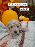 F1b Maltipoo Male #1 (9), a male Maltipoo and Poodle - Toy  for sale in Princeton, KY – 1 of 5
