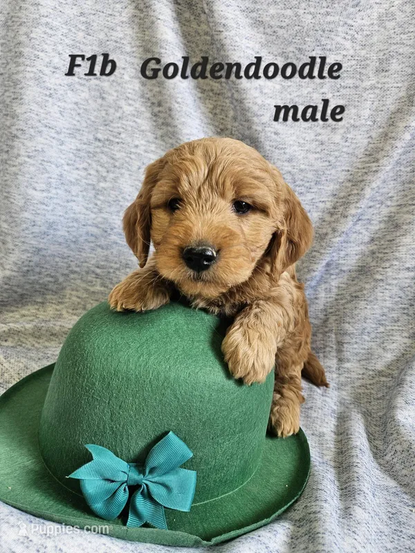 F1b Goldendoodle Mini  m#2