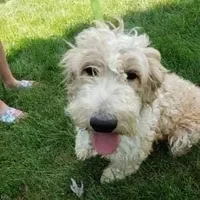 F1b Aussiedoodles, a female Aussiedoodle for sale in Princeton, KY – Photo 3 of 5