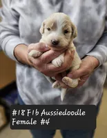 F1b Aussiedoodles, a female Aussiedoodle for sale in Princeton, KY – Photo 1 of 5