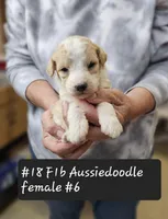 F1b Aussiedoodles, a female Aussiedoodle for sale in Princeton, KY – Photo 2 of 5