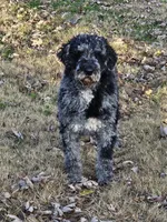 F1b Aussiedoodles, a female Aussiedoodle for sale in Princeton, KY – Photo 4 of 5
