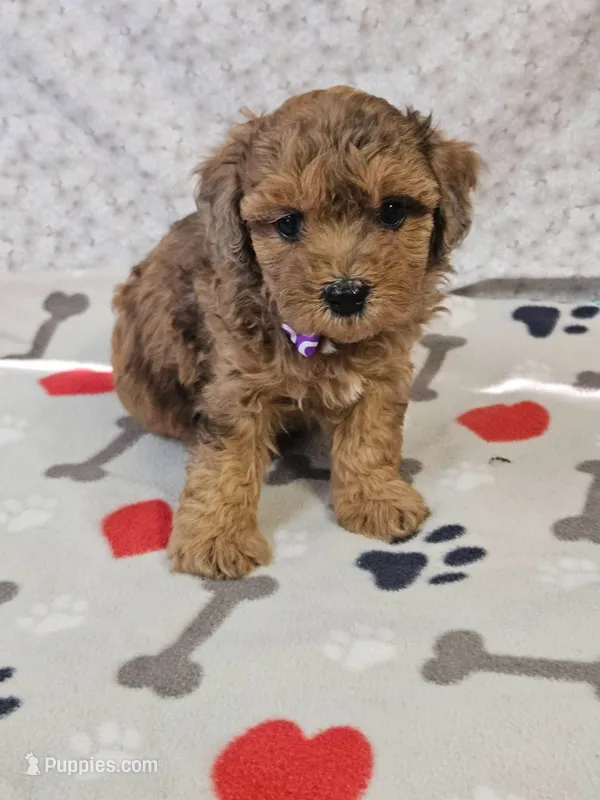 F1b Shih-Poo M#1  – Shih Tzu, Poodle - Miniature  puppy for sale in Princeton, KY