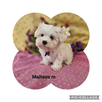 F1b Maltipoo   m, a male Maltipoo for sale in Princeton, KY – 2 of 3