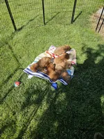 F1b Mini Goldendoodle F 2, a female Miniature Goldendoodle for sale in Princeton, KY – 2 of 7