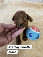 Sm-Miniature (Toy) Poodle M Red, a male Poodle - Miniature  for sale in Princeton, KY – 3 of 6