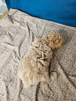 Minaiture Poodle , a male Poodle - Miniature  for sale in Princeton, KY – 6 of 8