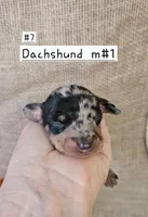 Dachshund mini, Dapple m, a male Miniature Dachshund for sale in Princeton, KY – 1 of 5