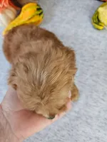 F1b Mini Goldendoodle F#1, a male Miniature Goldendoodle for sale in Princeton, KY – 2 of 5