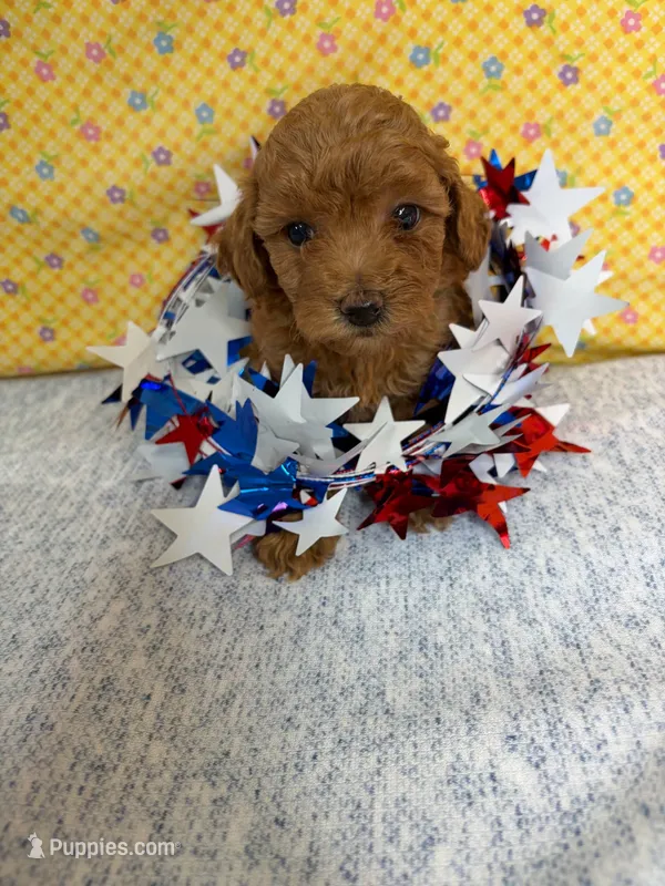 Sm-Miniature (Toy) Poodle M Red – Poodle - Miniature  puppy for sale in Princeton, KY