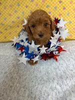 Sm-Miniature (Toy) Poodle M Red, a male Poodle - Miniature  for sale in Princeton, KY – 1 of 6
