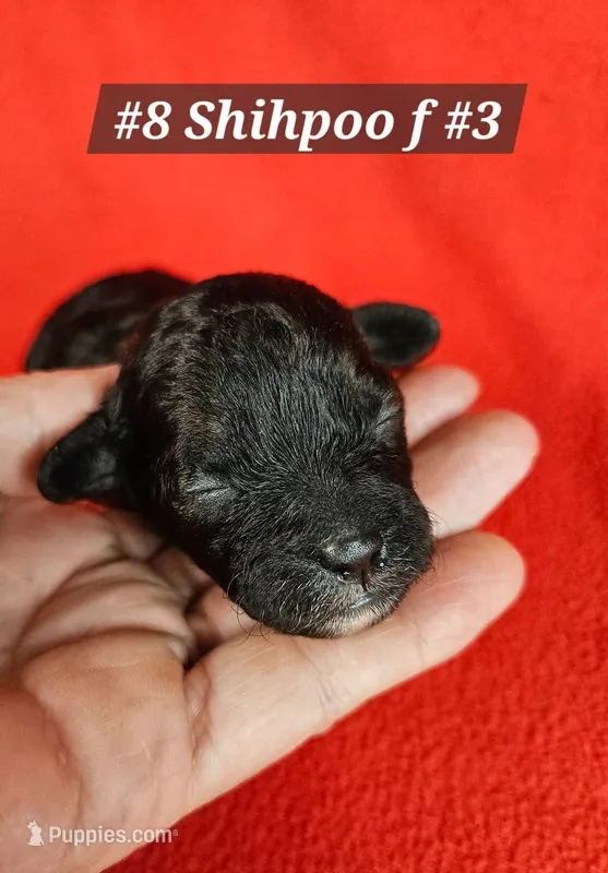 F1b Shih-Poo F#3 – Shih Tzu, Poodle - Miniature  puppy for sale in Princeton, KY