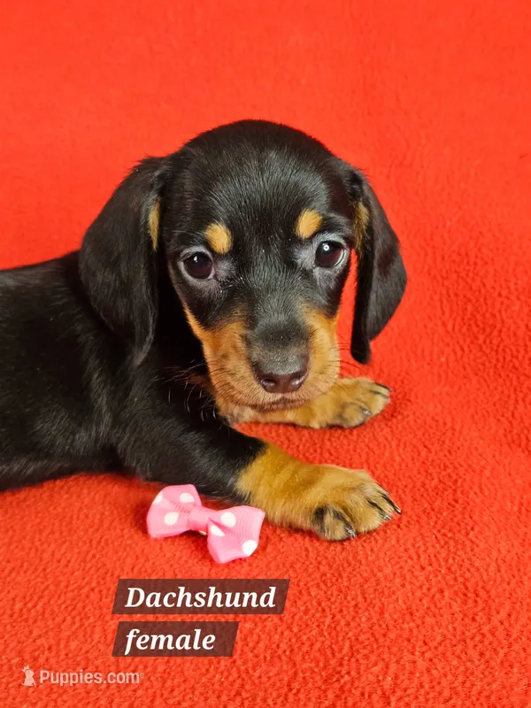 Miniature Dachshund F  – Miniature Dachshund puppy for sale in Princeton, KY